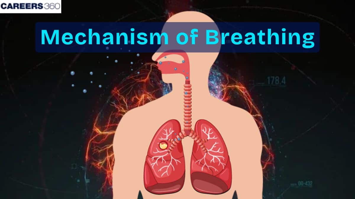 Mechanism of Breathing: Definition, Diagram, Functions